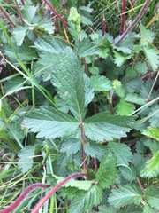 Drymocallis rupestris