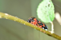 Okiscarta uchidae