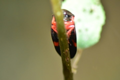 Okiscarta uchidae