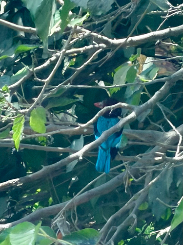 White-throated Kingfisher