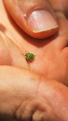 Green Shield Bug
