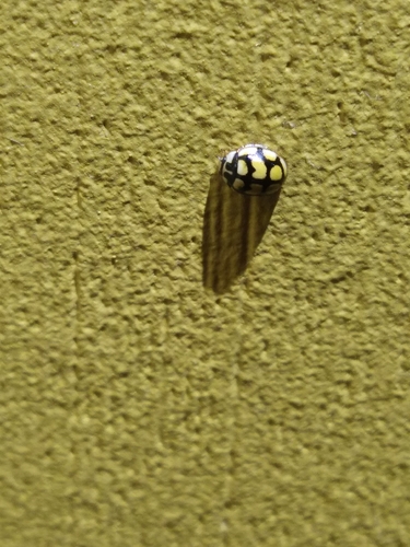 Oenopia lyncea lyncea