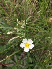 Drymocallis rupestris