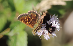 Butleria elwesi