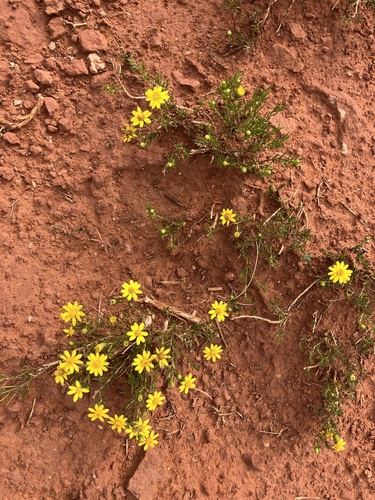 Pricklyleaf Dogweed