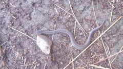 Vipera aspis zinnikeri