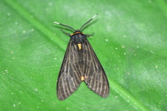 Amsactoides solitaria