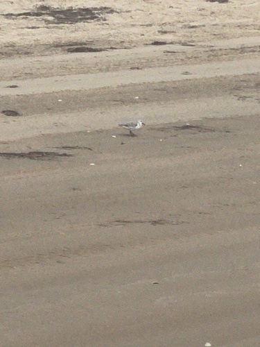 iNaturalist image