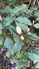 Trichocladus crinitus