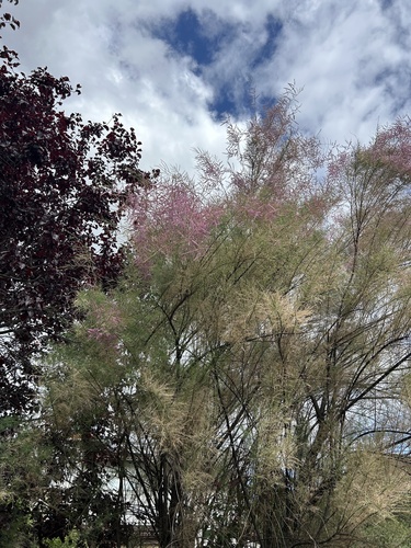 Five-stamen Tamarisk