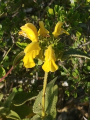 Phlomis viscosa