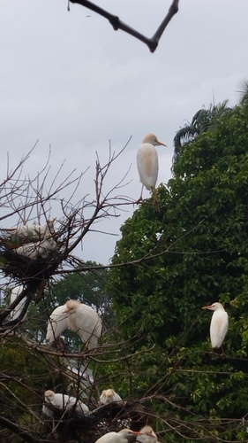 iNaturalist: (c) Karina V, some rights reserved (CC BY-NC), uploaded by Karina V iNaturalist image