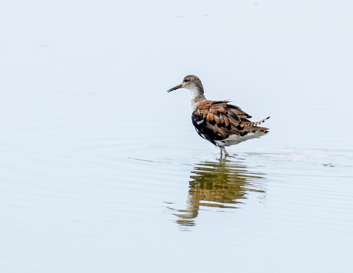 iNaturalist: (c) Jim Brighton, some rights reserved (CC BY-NC), uploaded by Jim Brighton iNaturalist image