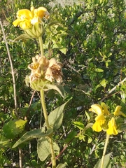 Phlomis viscosa