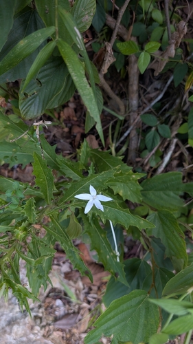 Star of Bethlehem