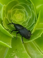 Scyphophorus acupunctatus