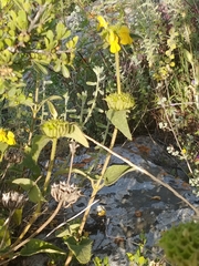 Phlomis viscosa