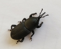 Scyphophorus acupunctatus