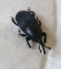 Scyphophorus acupunctatus