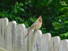 Cardinalis cardinalis