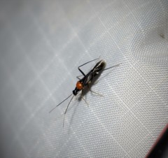 Pseudoxenetus regalis