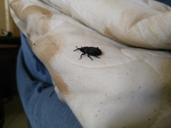 Scyphophorus acupunctatus