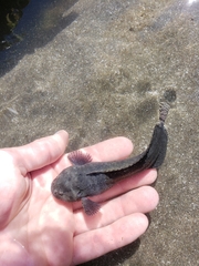 Rosybrown Snailfish photo 4