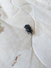 Scyphophorus acupunctatus