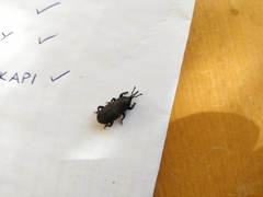 Scyphophorus acupunctatus