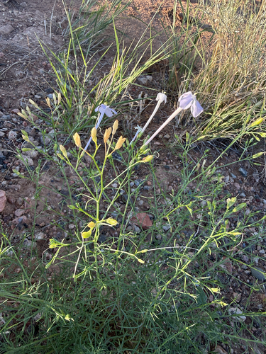 Flaxflowered Ipomopsis