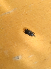 Scyphophorus acupunctatus
