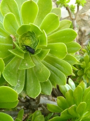 Scyphophorus acupunctatus