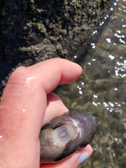Rosybrown Snailfish photo 5