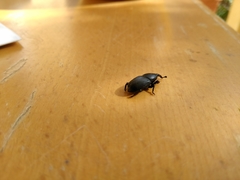 Scyphophorus acupunctatus