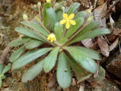 Lysimachia alpestris