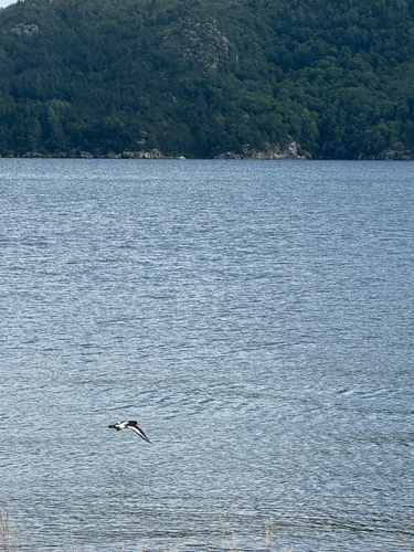 iNaturalist image