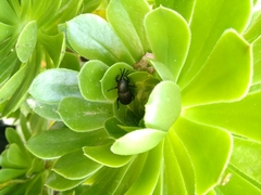 Scyphophorus acupunctatus
