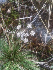 Lomatium geyeri