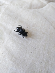 Scyphophorus acupunctatus