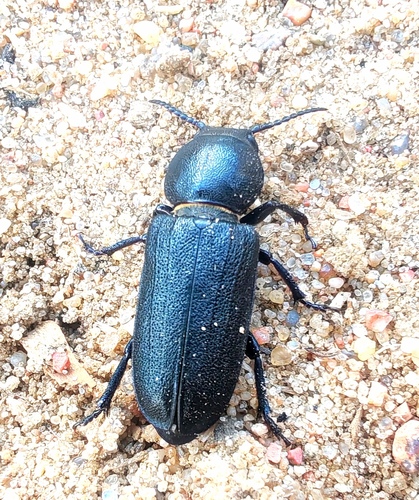 Black Longicorn Beetle