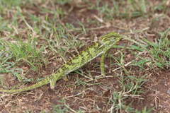 Chamaeleo dilepis