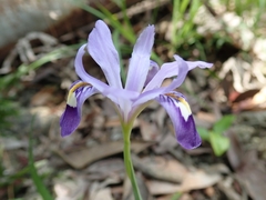 Iris speculatrix
