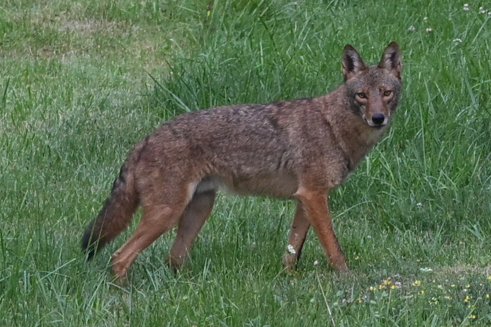 Canis latrans, Lyons Creek Rd, Niagara Falls, Ontario, Canada, by chambersshirley