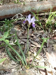 Iris speculatrix