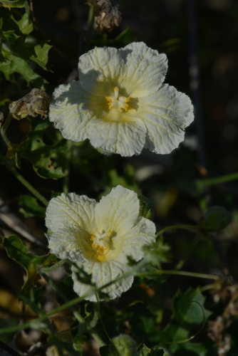 Momordica balsamina