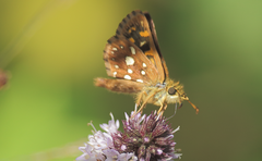 Butleria elwesi
