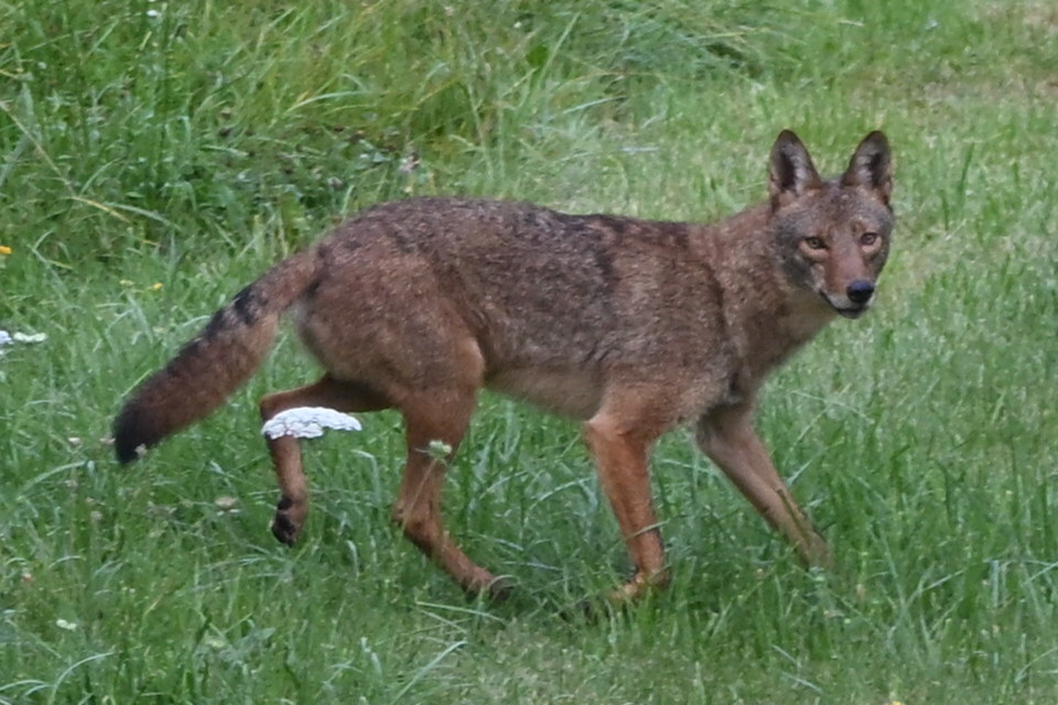 Canis latrans, Lyons Creek Rd, Niagara Falls, Ontario, Canada, by chambersshirley