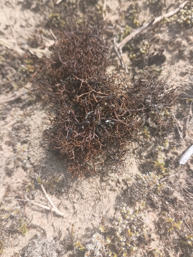 Spiny Heath Lichen