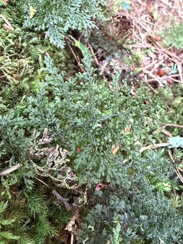 Hymenophyllum punctisorum observed 2026-07-26