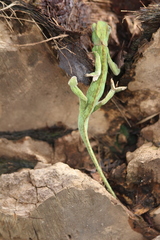 Chamaeleo dilepis